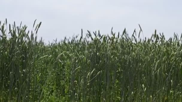 Close-up van tarweoren in het veld. Tarweteelt. Grote oogst van tarwe in de zomer op het veld landschap levensstijl — Stockvideo