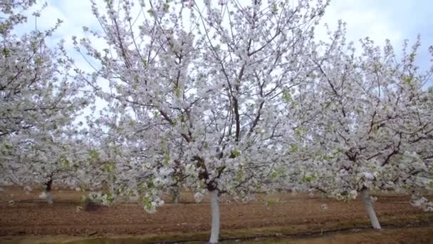 Taman pohon ceri mekar dengan bunga putih di musim semi. Kebun Cherry — Stok Video