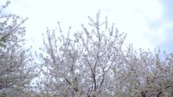 Giardino di ciliegi fioriti con fiori bianchi in primavera. Il frutteto delle ciliegie — Video Stock