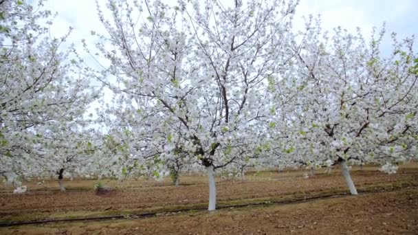 Giardino di ciliegi fioriti con fiori bianchi in primavera. Il frutteto delle ciliegie — Video Stock