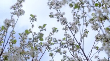 Baharda çiçek açan kiraz ağaçlarıyla dolu bir bahçe. Kiraz Bahçesi