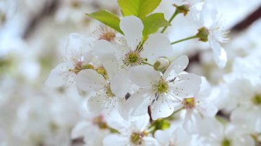 Baharda çiçek açan kiraz ağaçlarından oluşan bahçeye beyaz çiçekler. Kiraz Bahçesi
