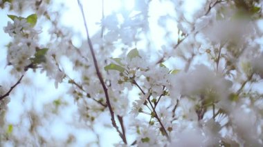 Baharda çiçek açan kiraz ağaçlarından oluşan bahçeye beyaz çiçekler. Kiraz Bahçesi