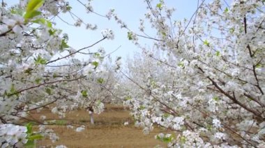 Baharda çiçek açan kiraz ağaçlarıyla dolu bir bahçe. Kiraz Bahçesi