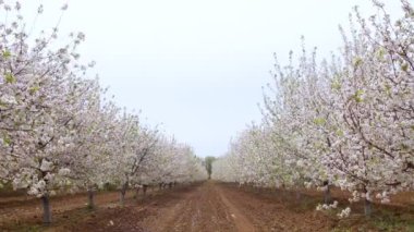 Baharda çiçek açan kiraz ağaçlarıyla dolu bir bahçe. Kiraz Bahçesi