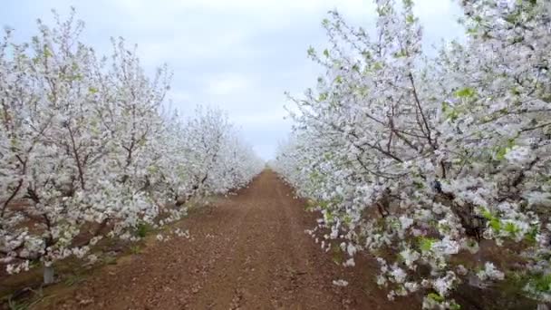 Giardino di ciliegi fioriti con fiori bianchi in primavera. Il frutteto delle ciliegie — Video Stock