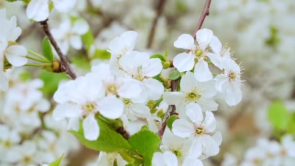 春に白花を咲かせる桜の密室。桜の園 — ストック動画