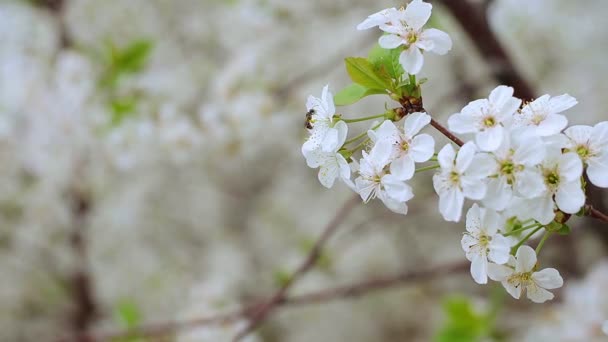 春に白花を咲かせる桜の密室。桜の園 — ストック動画