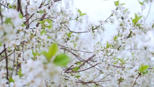 Baharda çiçek açan kiraz ağaçlarından oluşan bahçeye beyaz çiçekler. Kiraz Bahçesi — Stok video