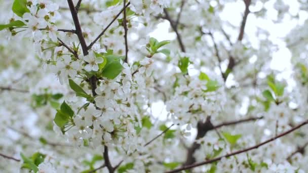 Close-up jardim de cerejeiras florescendo com flores brancas na primavera. O pomar de cereja — Vídeo de Stock