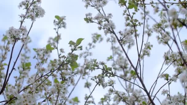 春に白い花を咲かせる桜の庭。桜の園 — ストック動画