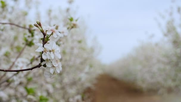 Close-up garden of blooming cherry trees with white flowers in spring. The Cherry Orchard — Stock Video