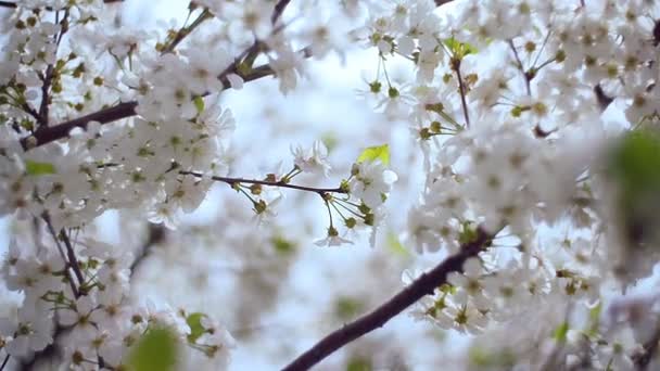 Close-up jardim de cerejeiras florescendo com flores brancas na primavera. O pomar de cereja — Vídeo de Stock