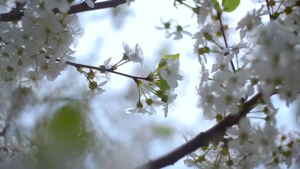 Close-up jardim de cerejeiras florescendo com flores brancas na primavera. O pomar de cereja — Vídeo de Stock