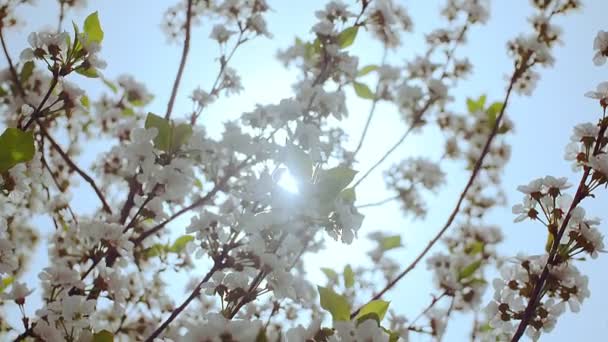 Close-up jardim de cerejeiras florescendo com flores brancas na primavera. O pomar de cereja — Vídeo de Stock