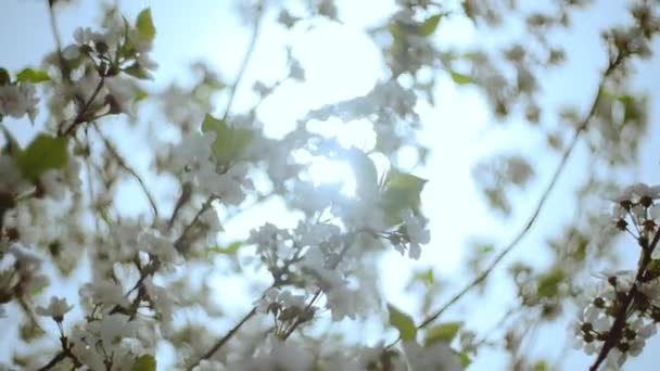 Γκρο πλαν κήπο με ανθισμένες κερασιές με λευκά λουλούδια την άνοιξη. Ο οπωρώνας κεράσι — Αρχείο Βίντεο