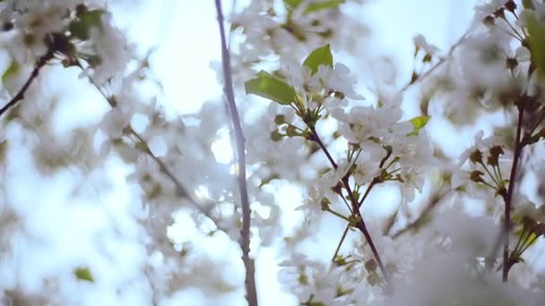 Close-up garden of blooming cherry trees with white flowers in spring. The Cherry Orchard — Stock Video