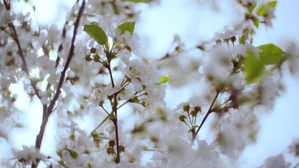 Γκρο πλαν κήπο με ανθισμένες κερασιές με λευκά λουλούδια την άνοιξη. Ο οπωρώνας κεράσι — Αρχείο Βίντεο