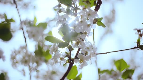 春に白花を咲かせる桜の密室。桜の園 — ストック動画