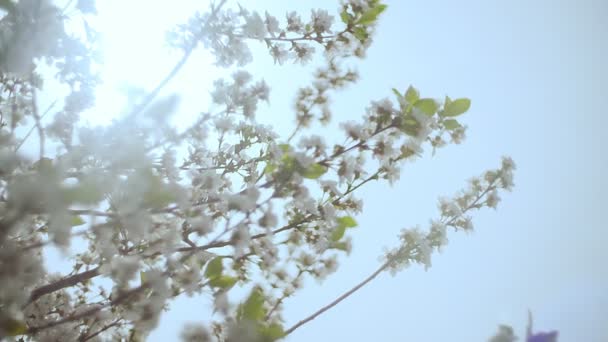 Primo piano giardino di ciliegi fioriti con fiori bianchi in primavera. Il frutteto delle ciliegie — Video Stock