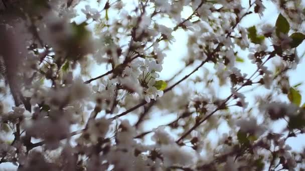 봄에 꽃피는 벚나무의 근접 정원. 체리 과수원 — 비디오