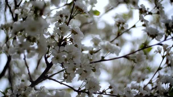 Close-up ogród kwitnących wiśni z białymi kwiatami wiosną. Sad wiśniowy — Wideo stockowe