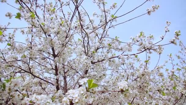 Ogród kwitnących wiśni z białymi kwiatami wiosną. Sad wiśniowy — Wideo stockowe