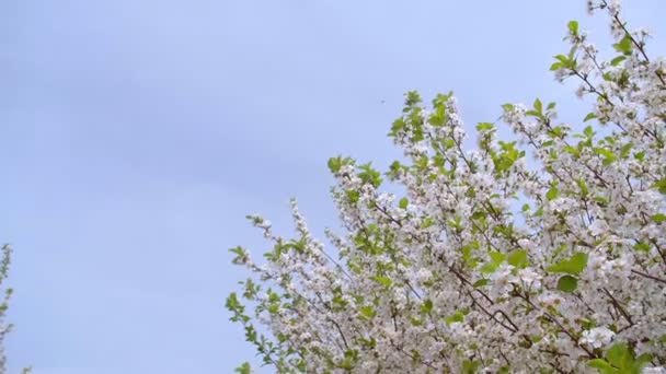 Jardim de cerejeiras florescentes com flores brancas na primavera. O pomar de cereja — Vídeo de Stock