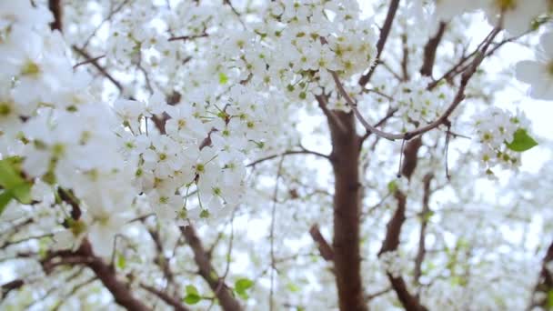 Detailní zahrada kvetoucích třešní s bílými květy na jaře. Cherry Orchard — Stock video