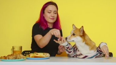 Bir kız masaya oturur, fast food yer ve sarı arka planda Corgi köpeğini besler. Sağlıklı ve sağlıksız gıda kavramı. Fast food