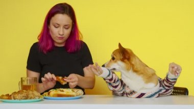 Bir kız masaya oturur, fast food yer ve sarı arka planda Corgi köpeğini besler. Sağlıklı ve sağlıksız gıda kavramı. Fast food