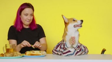 Bir kız masaya oturur, fast food yer ve sarı arka planda Corgi köpeğini besler. Sağlıklı ve sağlıksız gıda kavramı. Fast food