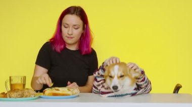 Bir kız masaya oturur, fast food yer ve sarı arka planda Corgi köpeğini besler. Sağlıklı ve sağlıksız gıda kavramı. Fast food