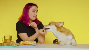 Kız masaya oturur, fast food yer ve köpeğin sarı arka planda insan yemeği yemesine izin vermez. Sağlıklı ve sağlıksız gıda kavramı. fast food