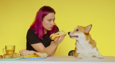 Bir kız masaya oturur, fast food yer ve sarı arka planda Corgi köpeğini besler. Sağlıklı ve sağlıksız gıda kavramı. Fast food
