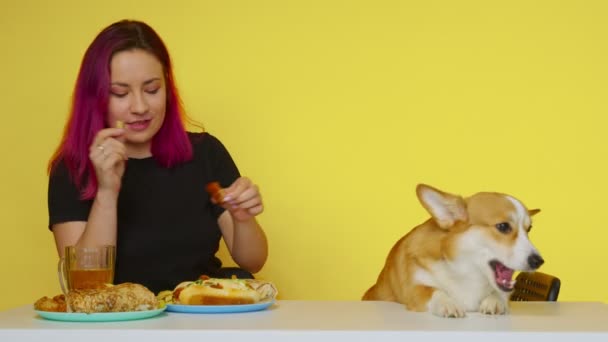 Дівчина сидить за столом, їсть фастфуд і годує свого коргі собаку на жовтому тлі. Концепція здорової та здорової їжі. Фастфуд — стокове відео