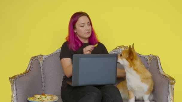 Fille sur le canapé avec un ordinateur portable, mange de la restauration rapide et nourrit son chien corgi sur un fond jaune. Le concept d'aliments sains et malsains. restauration rapide — Video