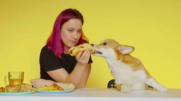 Bir kız masaya oturur, fast food yer ve sarı arka planda Corgi köpeğini besler. Sağlıklı ve sağlıksız gıda kavramı. Fast food