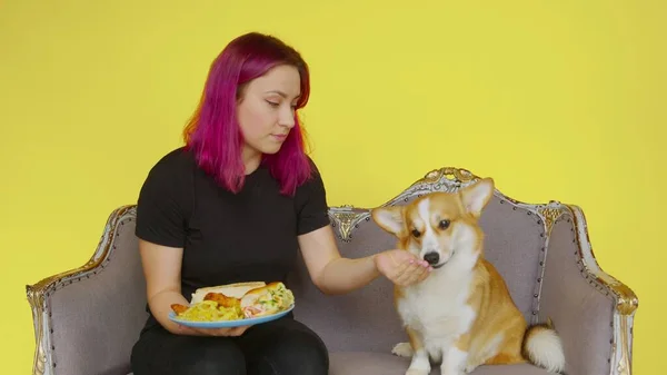 Дівчина сидить за столом, їсть фастфуд і годує свого коргі собаку на жовтому тлі. Концепція здорової та здорової їжі. Фастфуд — стокове фото