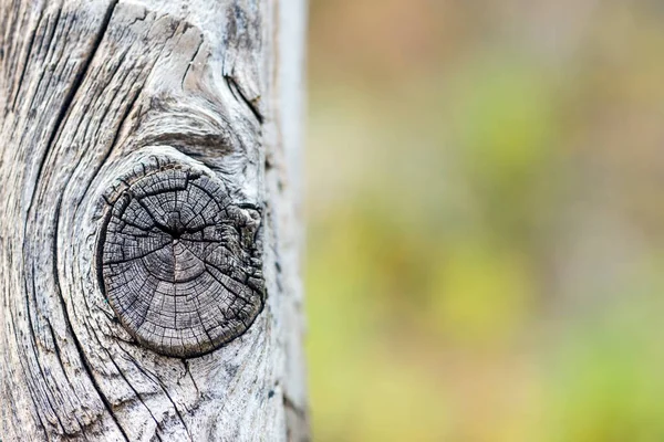 Close up on dry weathered wood with knot and blurred background with copy space