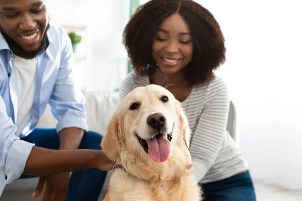 Glad svart par leker med sitt husdjur hemma — Stockfoto