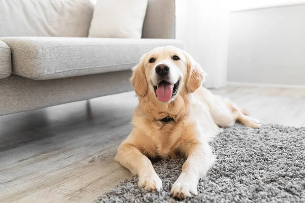 Retrato de lindo perro acostado en la alfombra del piso — Foto de Stock