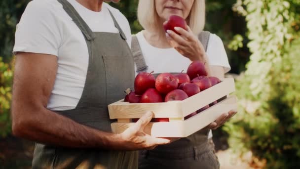 Coppia di anziani in possesso di scatola di legno piena di mele mentre in piedi nel frutteto — Video Stock