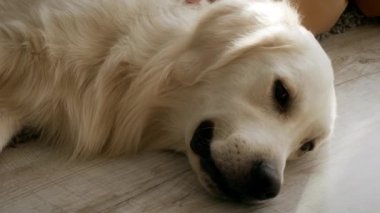 Çocuk köpek beslerken Retriever yerde yatıyor, kırpılmış.