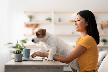 Jack Russel Teriyer köpek yavrusu sahibinin ilgisini çekmek istiyor.