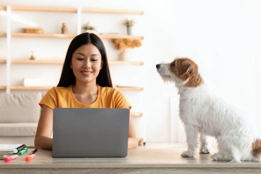 Şirin köpek sahibine internetten bakıyor.