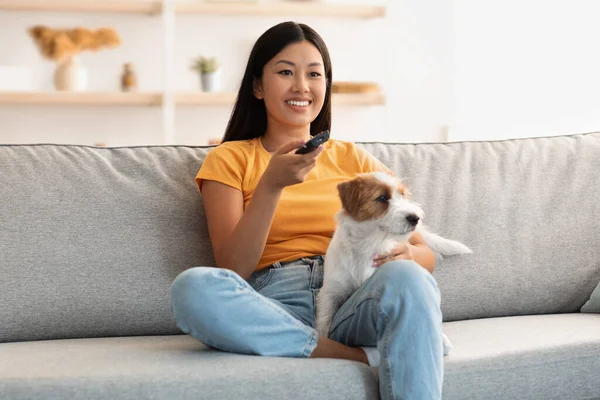 Fluffy jack russel dog watching TV with its female owner