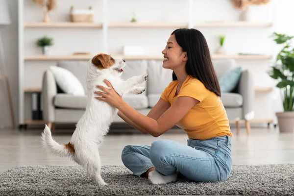 Glædelig koreansk dame har det sjovt med hendes jack russel hund - Stock-foto