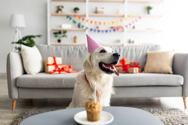 Golden retriever em chapéu de festa ter aniversário, sentado perto de pequeno bolo b-dia com vela, celebrando férias em casa — Fotografia de Stock