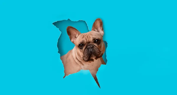 Leuke franse bulldog op zoek door papieren gat — Stockfoto